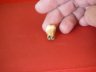 La dent du jeune néandertalien